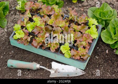 Lattuga coltivata da semi in un vassoio modulare pronto per la piantagione - Lactuca sativa 'Lollo Rossa'. REGNO UNITO Foto Stock