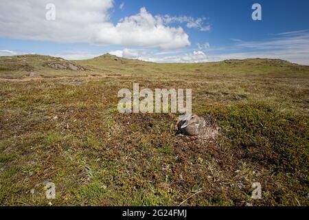 Eider comune, Somateria mollisima, covando sulle sue uova Foto Stock