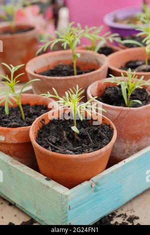 COSMOS bipinnatus. I giovani pianta di COSMOS sono potati in su in pentole di creta per maturare prima di piantare fuori. REGNO UNITO Foto Stock