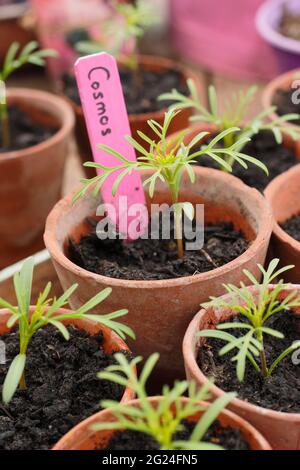 COSMOS bipinnatus. I giovani pianta di COSMOS sono potati in su in pentole di creta per maturare prima di piantare fuori. REGNO UNITO Foto Stock