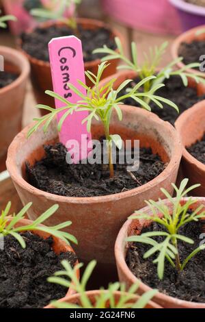 I giovani pianta di COSMOS sono potati fino a maturare prima di piantare fuori. REGNO UNITO Foto Stock