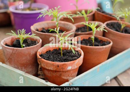 COSMOS bipinnatus. I giovani pianta di COSMOS sono potati in su in pentole di creta per maturare prima di piantare fuori. REGNO UNITO Foto Stock