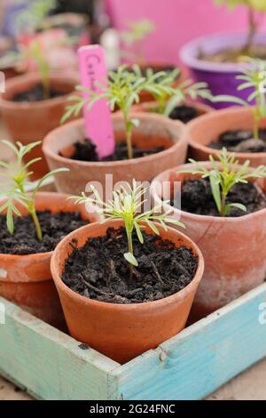 COSMOS bipinnatus. I giovani pianta di COSMOS sono potati in su in pentole di creta per maturare prima di piantare fuori. REGNO UNITO Foto Stock