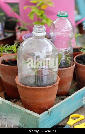 Chiodo di plastica per bottiglie. Piantine protette da bottiglie di plastica riciclate tagliate per fungere da chiodo di garofano e consentire la ventilazione. REGNO UNITO Foto Stock