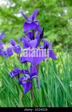 Iris sibirica 'Fratello di Cesare'. Iris Siberiano 'Fratello di Cesare'. Primo piano di fiori Foto Stock