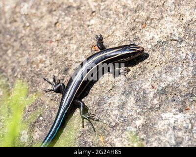 Primo piano di uno Skink giapponese cinque-foderato su una roccia Foto Stock