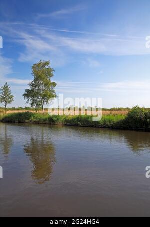 Una vista attraverso il fiume ANT a Irstead Shoals ad un ambiente di fen e paludi sui Norfolk Broads a Irstead, Norfolk, Inghilterra, Regno Unito. Foto Stock