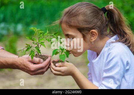 Padre e figlia stanno piantando giovani pianta nel giardino. Messa a fuoco selettiva. Natura. Foto Stock