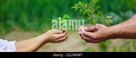 Padre e figlia stanno piantando giovani pianta nel giardino. Messa a fuoco selettiva. Natura. Foto Stock