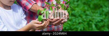 Padre e figlia stanno piantando giovani pianta nel giardino. Messa a fuoco selettiva. Natura. Foto Stock