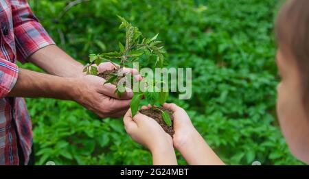 Padre e figlia stanno piantando giovani pianta nel giardino. Messa a fuoco selettiva. Natura. Foto Stock