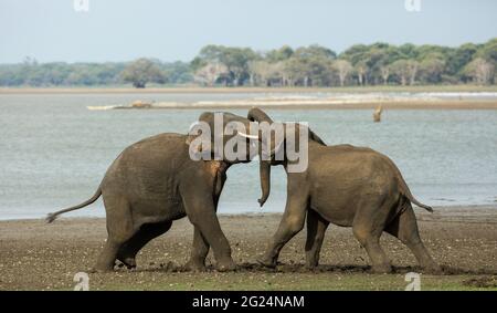 Elefante asiatico, Sri Lanka Foto Stock