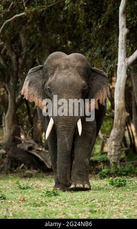 Elefante asiatico, Sri Lanka Foto Stock