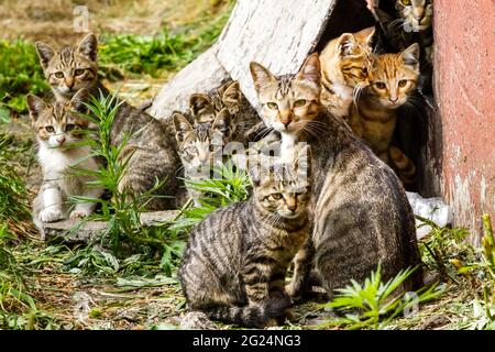 Grande gruppo di senzatetto gattini in una strada di città vicino alla casa Foto Stock
