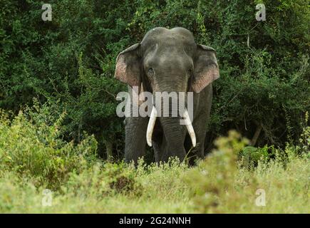 Elefante asiatico, Sri Lanka. Solo i maschi dell'elefante asiatico hanno le zanne. Maestosi nella natura questi tori dominano gli elefanti dello Sri Lanka. Foto Stock