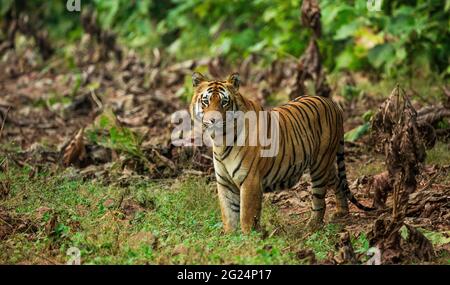 Tiger, Tadoba Andari Tiger Reserve, India. La tigre del Bengala si trova in India, Nepal e Bangladesh. La tigre è la più grande della famiglia di gatti. Foto Stock