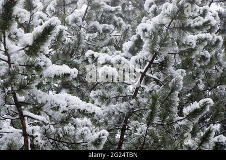 Colpo di closeup di rami di pino innevato Foto Stock