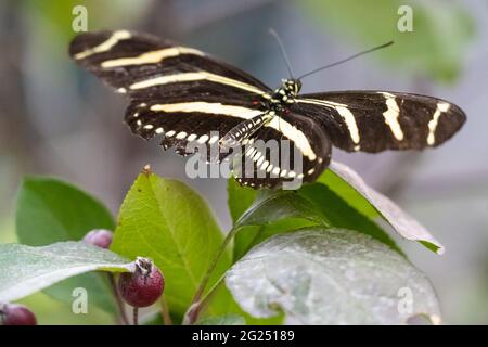 Zebra farfalla a palangaro (Heliconius chariathonia) al Chattahoochee Nature Center Butterfly Encounter a Roswell, Georgia. (STATI UNITI) Foto Stock