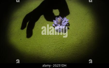 Jasmine con luce spot e ombra Foto Stock