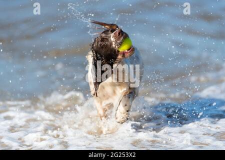 springer spaniel gallese nel mare Foto Stock