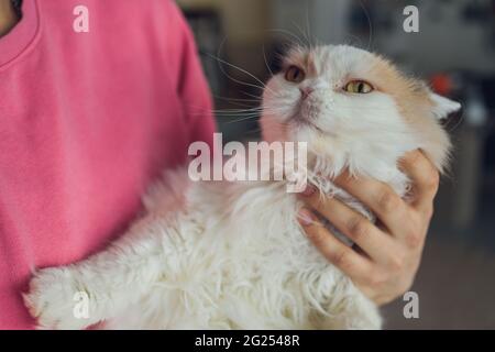 Primo piano di un giovane barba che sta in piedi su un balcone con il suo gatto. Ritratto del curioso gatto Devon Rex con gli occhi blu seduti sulle mani umane e l Foto Stock