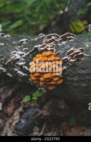 Michigan Armillaria gallica Golden funghi antichi funga nella penisola superiore Foto Stock