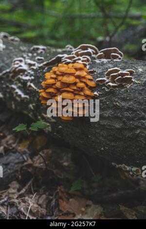 Michigan Armillaria gallica Golden funghi antichi funga nella penisola superiore Foto Stock