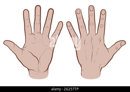 Parte anteriore e posteriore della mano, versione colorata. Disegno vettoriale piatto isolato su sfondo bianco, EPS 8. Illustrazione Vettoriale