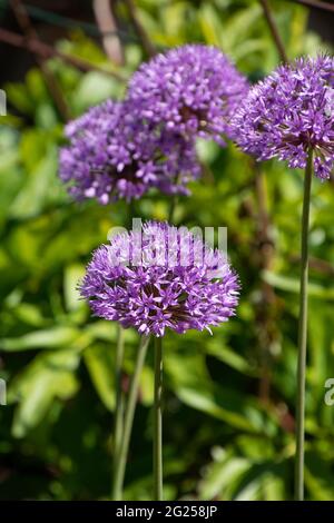 Allium Giganteum o cipolla gigante che cresce nel giardino ornamentale illuminato dal sole di primavera Foto Stock