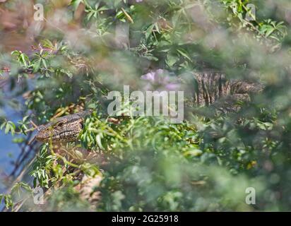 Schermo del Nilo lucertola varanus niloticus che si nasconde sul bordo della riva del fiume zona umida in erba canne Foto Stock