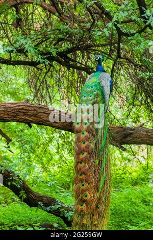 Un pavone seduto con le sue piume sparse Foto Stock