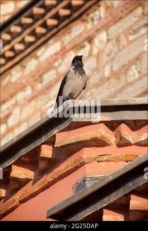 Probabilmente un corvo incappucciato, strettamente legato al corvo carrabile, che fino a poco tempo fa è stato considerato come la stessa specie, fotografato a Istanbul, Turchia. Foto Stock