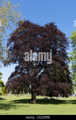 Faggio di rame grande, aka Faggio comune o Faggio europeo, Fagus sylvatica, coltivando in Cambridgeshire UK Foto Stock