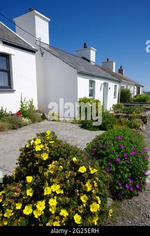 Vecchi pescatori`s Cottages, Amlwch. Foto Stock