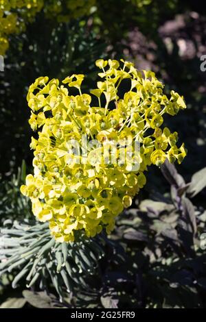 Mediterranean Spurge, alias Albanese Spurge, Euphorbia Characias, un arbusto sempreverde che cresce nel Regno Unito Foto Stock