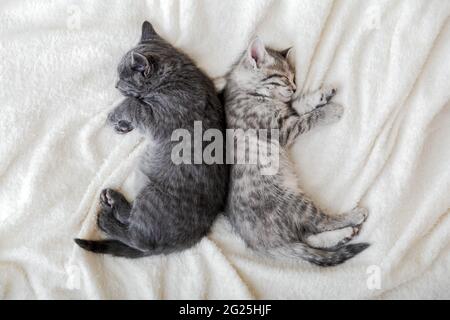 Due graziosi gattini tabbiani che dormono su una morbida coperta bianca a forma di yin yang. I gatti riposano sul letto. Gattini bianchi e neri. Amore felino e amicizia Foto Stock