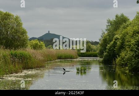 Glastonbury Tor dalla riserva naturale Ham Wall RSPB sui livelli Somerset.UK Foto Stock