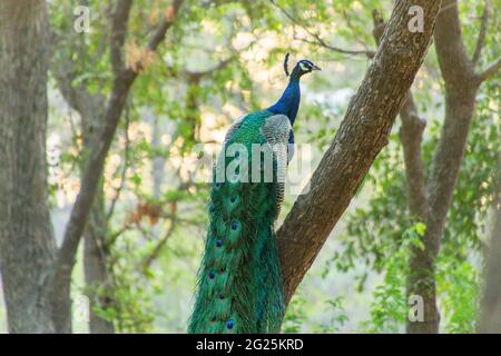 Un pavone seduto con le sue piume sparse Foto Stock