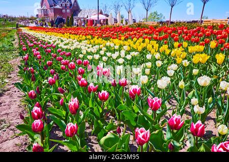 Le lunghe file di tulipani colorati in fiore in Dobrospark arboretum, regione di Kiev, Ucraina Foto Stock