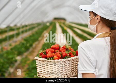 Vista laterale della femmina contadina in maschera medica contenente cesto di vimini con fragole mature. Giovane donna in piedi a serra con frutti di bosco appena raccolti. Foto Stock