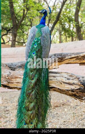 Un pavone seduto con le sue piume sparse Foto Stock