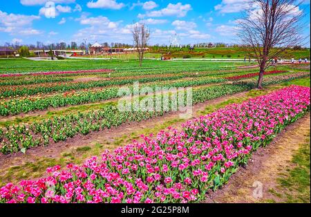 La fila di tulipani rosa brillante in fiore davanti alle file di fiori bianchi, rossi, gialli, Dobrospark Arboretum, Regione di Kiev, Ucraina Foto Stock