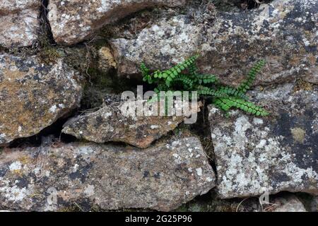 Castello di Losse, varie attrazioni, Francia Foto Stock