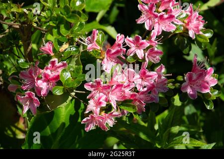 Fioritura pastello rosa rododendro indicum dolce nel giardino ornamentale Foto Stock