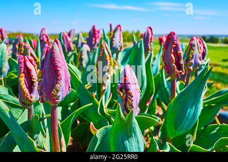 Il primo piano di boccioli di tulipani di pappagallo in campo, arboreto Dobrospark, Regione di Kiev, Ucraina Foto Stock