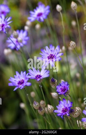 Fiori di mais blu in fiore nel mese di luglio Foto Stock