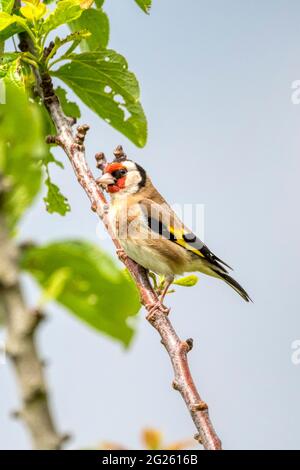 Goldfinch, Carduelis carduelis, arroccato su un albero di pruno, Prunus domestica. Foto Stock