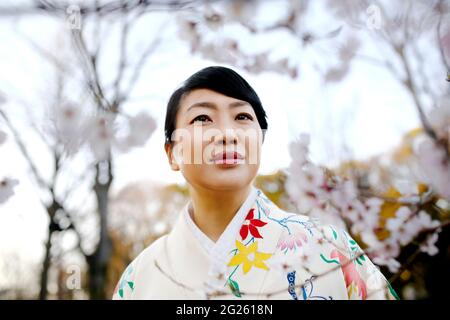 Donna kimono e fiori di ciliegio Foto Stock