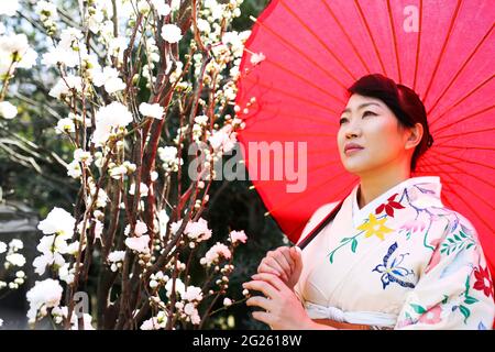 Donna kimono e fiori di ciliegio Foto Stock