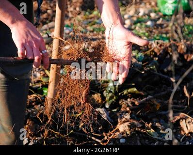 Un agricoltore raccoglie un raccolto di carciofi a Gerusalemme nel mese di dicembre un campo nella provincia di Udine, Friuli-Venezia Giulia, nel nord-est dell'Italia Foto Stock